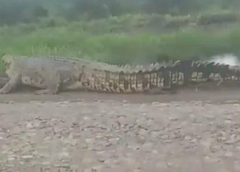 Buaya Muara 5 Meter Berkeliaran di Daratan Resahkan Warga Banyuasin