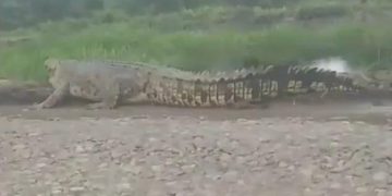 Buaya Muara 5 Meter Berkeliaran di Daratan Resahkan Warga Banyuasin