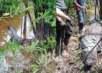 Buaya Berbobot 700 Kilogram yang Sempat Serang Warga di Inhil Riau Dievakuasi