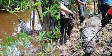 Buaya Berbobot 700 Kilogram yang Sempat Serang Warga di Inhil Riau Dievakuasi